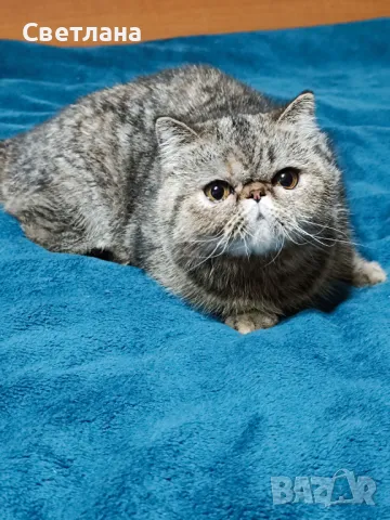 Екзотично късокосместо женско коте 🐈, снимка 2 - Персийска - 47058249