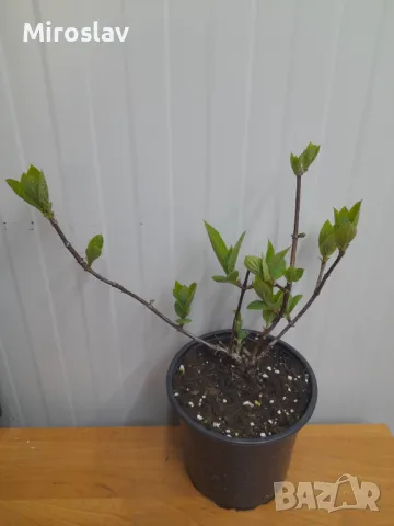 Хортензия Ванила Фрез(Ново), снимка 9 - Градински цветя и растения - 49846016