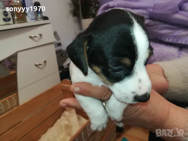 джакчета-сладурковци родени на 191224г-250лв за едно 2901250655, снимка 2 - Джак ръсел териер - 48873052