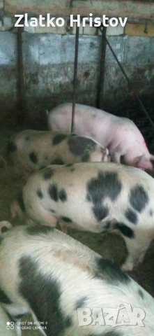 Продавам прасета 