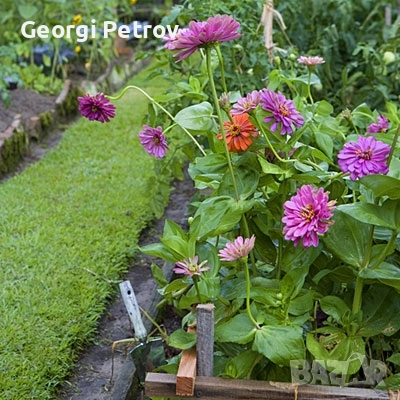 Тор за цветя и храсти от Калифорнийски червеи 20л-5лв, снимка 4 - Градински цветя и растения - 52102301