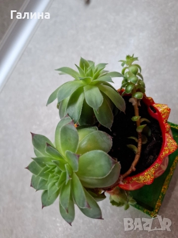 Декоративна саксийка с цвете