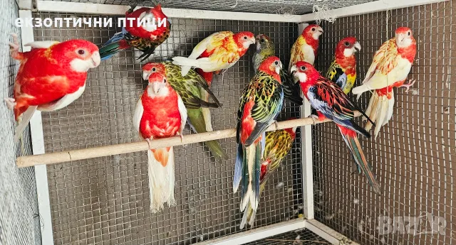 Продавам Розели-(Пенанти) , снимка 10 - Папагали - 56140623