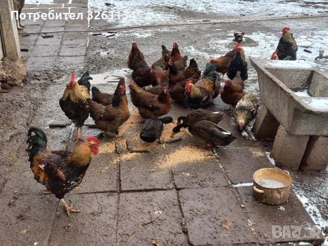 Свободни яйца от катунски комошки, снимка 4 - други­ - 53607575