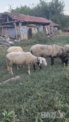 Продавам прасета 50-70 кг и ОвЦЕ, коч, снимка 7 - Прасета - 56275621