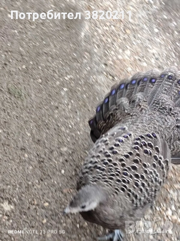 Продавам млада женска Паунова фазанка от 2025г., снимка 4 - Папагали - 52918770