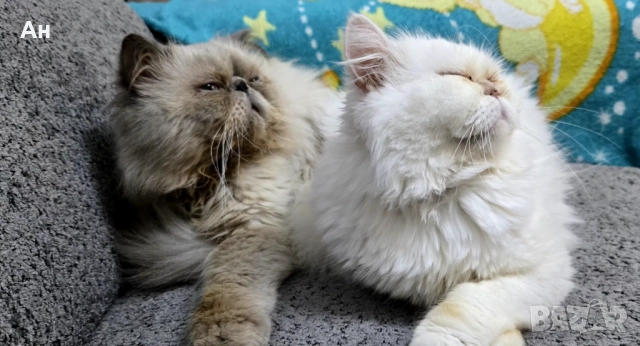 Персийско котенце, снимка 5 - Персийска - 52951320