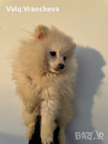 Шпиц, снимка 2 - Шпиц - 52850649