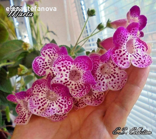 Комплект от 4 сортови колерии: Flashdance, Marta, Amabillis и Ni's Evelina, снимка 2 - Стайни растения - 53780958