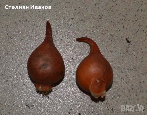 Лале (Tulipa aucheriana) - луковици, снимка 2 - Сортови семена и луковици - 52970998