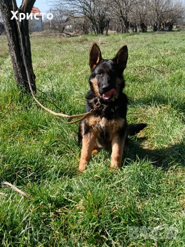 Продавам женска немска овчарка., снимка 4 - Немска овчарка - 53844160