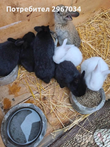 зайци , снимка 2 - Други - 52988644