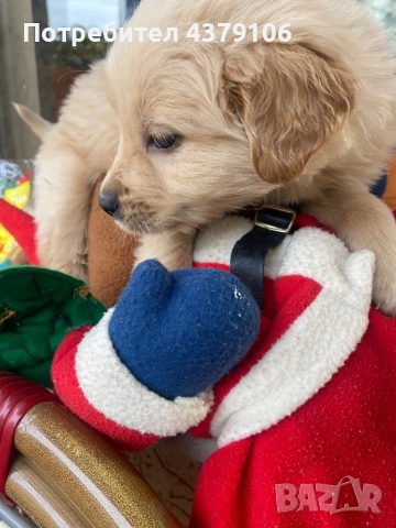 Голдън ретривър момченце родословна майка, снимка 6 - Голдън ретривър - 52875578