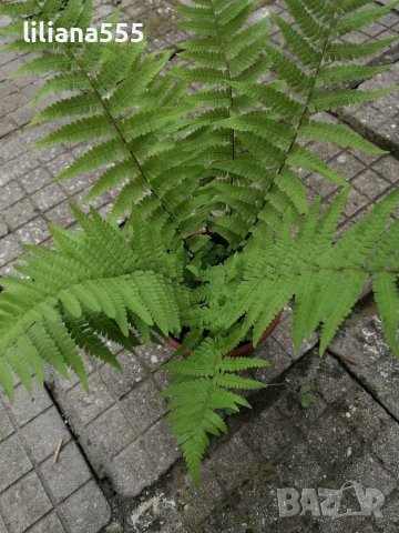 Папрат градинска , снимка 4 - Градински цветя и растения - 40898600