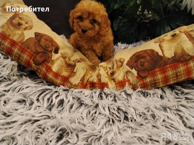 Кокер шпаньол , снимка 4 - Кокер шпаньол - 53479397