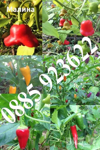 Био Разсад Домат, Люти Чушки, Чери Домати и Тютюн Стари Селски Сортове + ПОДАРЪК, снимка 15 - Разсади - 45795732