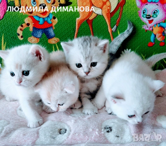 Шотландски мъжки женски. 