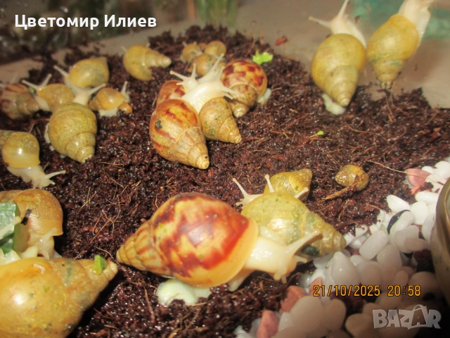 Гигантски африкански охлюви, снимка 5 - Други животни - 51624191