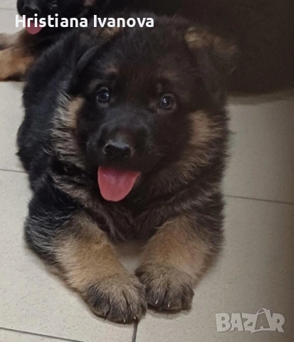 Чистокръвни немски овчарки, снимка 2 - Немска овчарка - 53779107