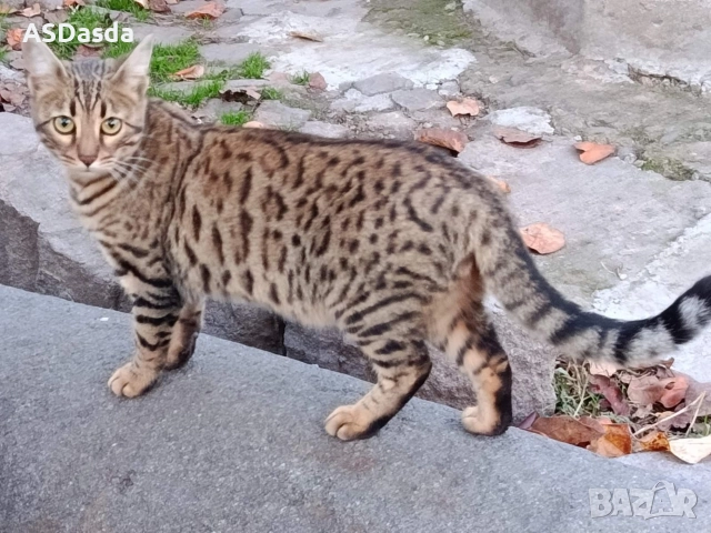 Бенгалска котка , снимка 4 - Бенгалски - 49897814