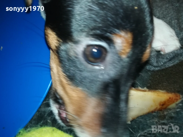 бебе ДЖАК РЪСЕЛ ТЕРИЕР 2111251016, снимка 15 - Джак ръсел териер - 52488853