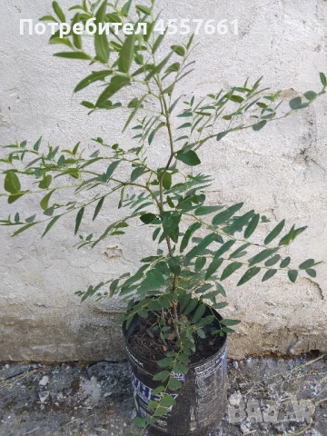 Хинап /Китайска фурма в саксия., снимка 3 - Градински цветя и растения - 51308498