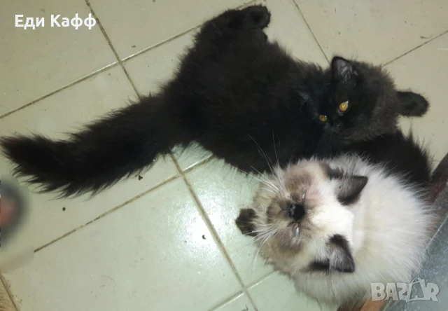 Продавам прекрасни персийски котенца , снимка 2 - Персийска - 50016785