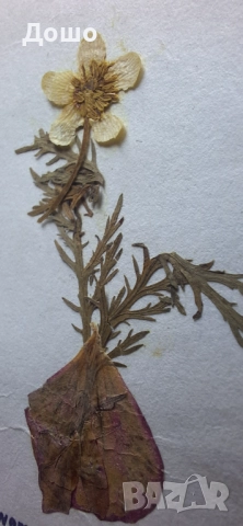 Картичка от Божи гроб с хербаризирано цвете, снимка 4 - Колекции - 52319926