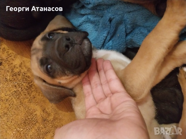 Кане-корсо куче, снимка 4 - Кане корсо - 53681233