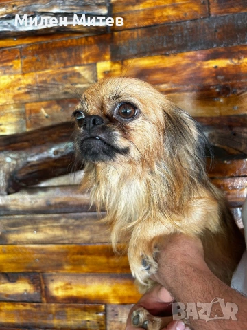 Кученца пекинез, снимка 8 - Пекинез - 53399784