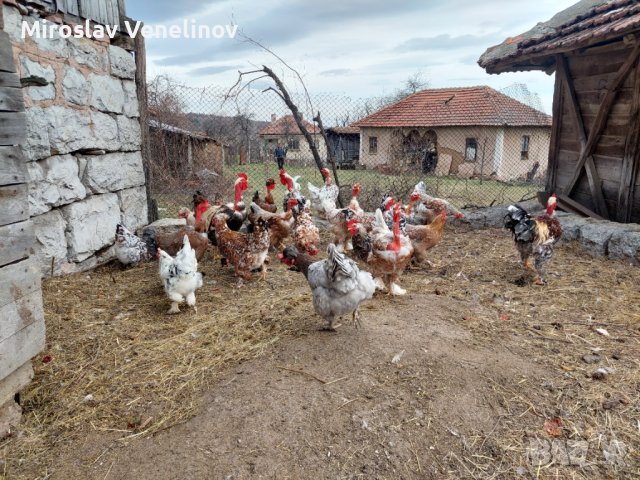 Продавам яйца от смесено стадо кокошки , снимка 14 - Кокошки и пуйки - 44311606