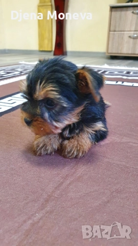  мини йоркширски териер, снимка 6 - Йоркширски териер - 52957300