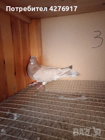 Високолетящи и въртящи се гълъби. Има още 3 двойки и една мъжка., снимка 3 - Гълъби - 52659207
