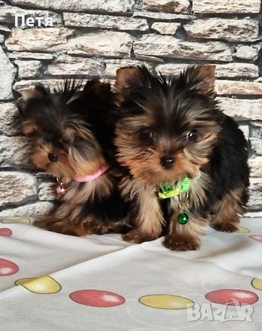 продавам, снимка 4 - Йоркширски териер - 53638939