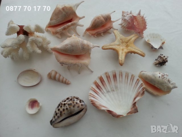Морска красота за декорация, снимка 2 - Декорация за дома - 34004362