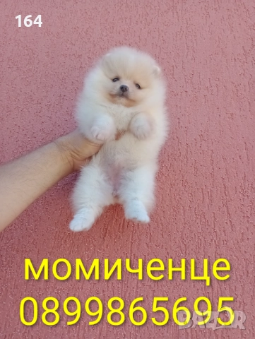 Мини момиченце. Померан., снимка 5 - Померан - 52666763