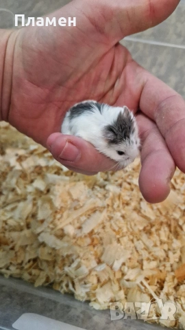 мини хамстери, снимка 2 - Хамстери - 53125229
