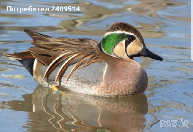 Декоративни патета, снимка 3 - други­ - 53749676