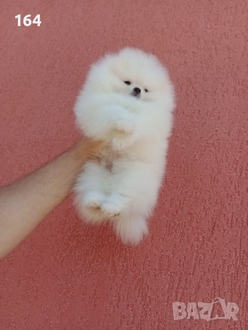 Бял мъжки Померан. Клип, снимка 2 - Померан - 52719427
