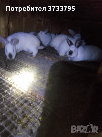 Калифорнийски зайци , снимка 7 - Други - 50565270