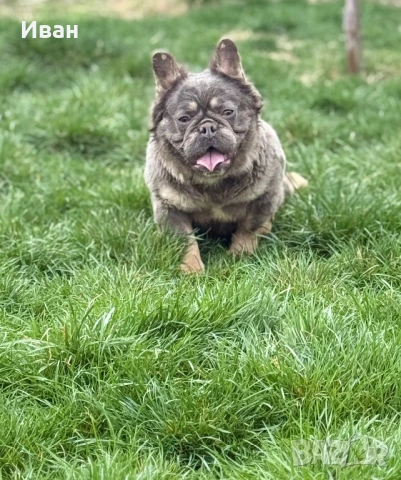 Френски Булдог, снимка 6 - Френски булдог - 53140354