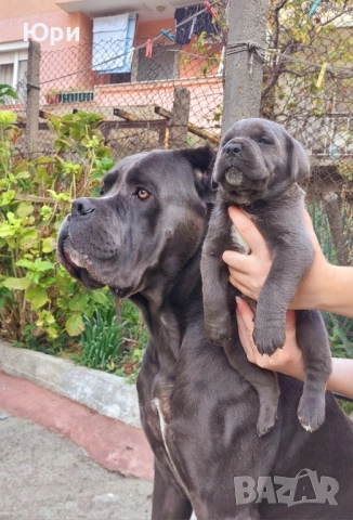 Кане корсо, снимка 6 - Кане корсо - 52392849