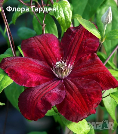 КЛЕМАТИС, БОЖУР - Коренища- ПРЕДВАРИТЕЛНИ ПОРЪЧКИ, снимка 5 - Градински цветя и растения - 53650447