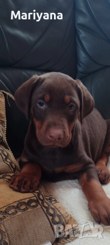 Продавам родословни добермани , снимка 15 - Доберман - 52585726