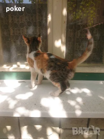 Подарявам котенца , снимка 7 - Други - 56175542