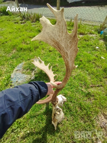 Рога от елен лопатар , снимка 3 - Декорация за дома - 53723636