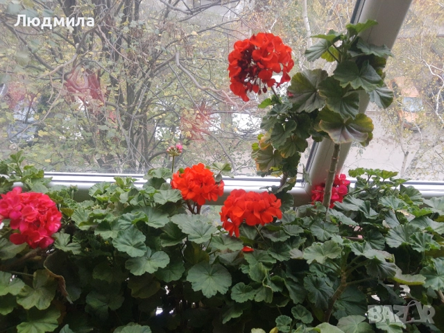 Мушкато,богато,последни бройки,над 10 бр.снимки от днес,цъфтят целог в сандъче                      , снимка 7 - Градински цветя и растения - 52723597