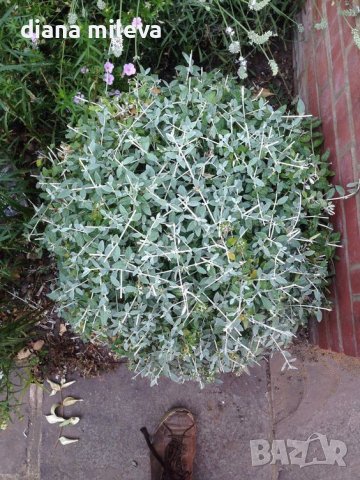 Теукриум, Teucrium Fruticans, снимка 4 - Градински цветя и растения - 39343405