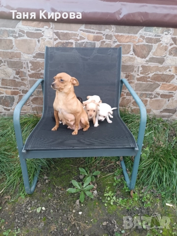 Малки пинчерчета, снимка 9 - Пинчер - 52975157