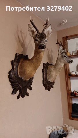 Препарирани Сръндаци 2 броя